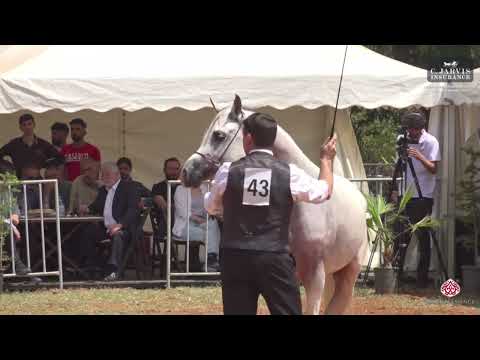 N 43 MURANAS AURELIUS   Lebanese Arabian Horse Championship 2023   Colts 3 Years Old Class 7