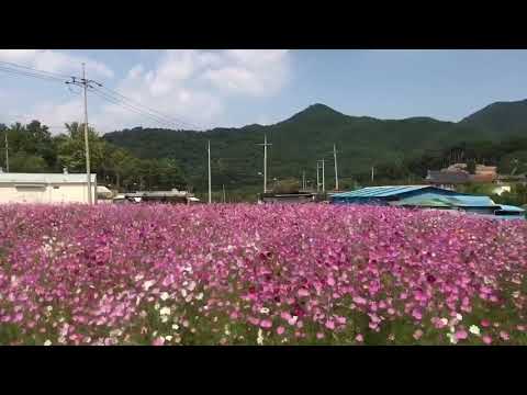 Khi con gio nhe nhe  Hoa nhai lung lay theo gio