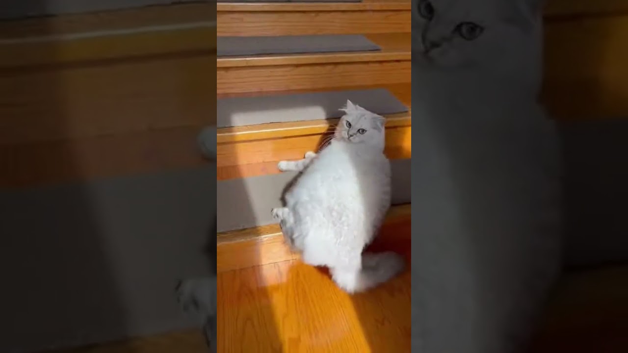 背中がかゆいのか、ミヌエットが暴れながら階段を降りてきた！ # #funnycat #猫おもしろ #面白動画