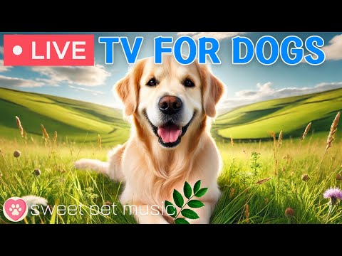 🔴24 Hours of Dog TV🎵🐶Calming Music for Dog Sleep🐾🩷Soothing Dog Music Eases Dog Stress and Anxiety