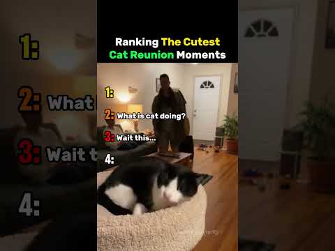 Ranking The Cutest Cat Reunion Moments #cat