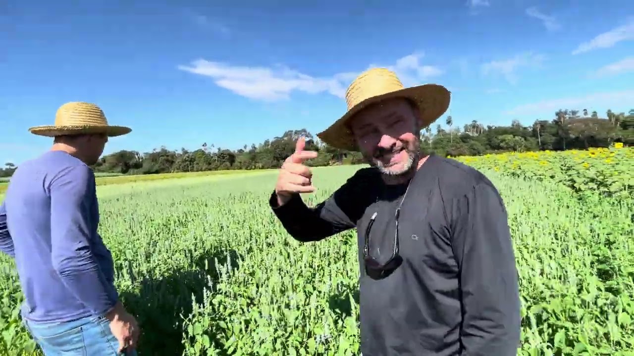 Funções das plantas de serviço 🙏🏻
