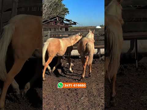 Potrancas bayas ruanos cuarto de milla de trabajo sin registro $1.950.000 C/U  LOSEQUINOS.COM