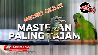 Download lagu 🔴Suara Masteran Burung Paling Tajam Kolibri Manggar Betina  & Serindit Gacor Necret Isian Cililin mp3