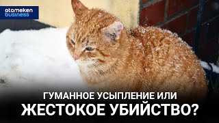 Гуманное усыпление или жестокое убийство?