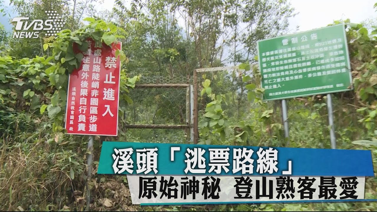 溪頭「逃票路線」原始神秘 登山熟客最愛