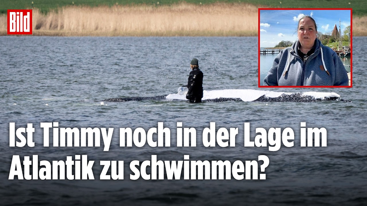 WAL TIMMY: Kritische Rettung vor Poel – Experte warnt vor hohem Risiko