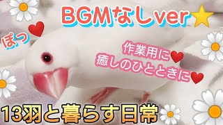 【文鳥】BGMなしver☆作業用、癒しのひとときに♪ホッと一息ついてって♪