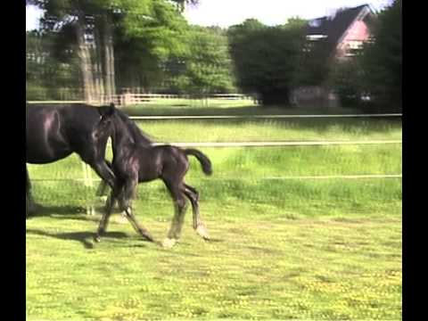 Livaldon x De Niro x Weltmeyer colt born 27 April 2015