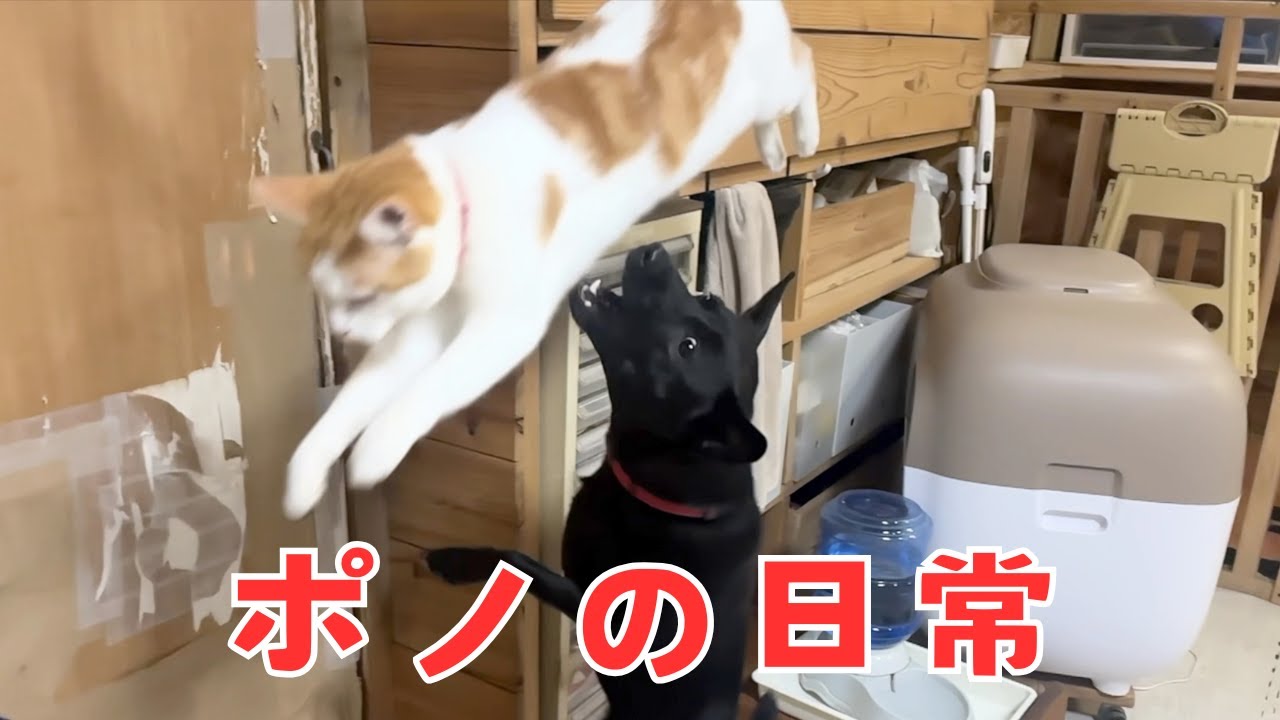 犬３匹と一緒に暮らす猫の日常