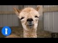 Furry Baby Alpacas CUTEST Compilation