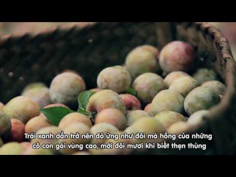 Ô mai Hồng Lam - Bốn khúc tinh hoa