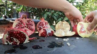 4 Pomegranate Varieties
