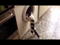 Funny Cats Vs Washing Machines Compilation 2014 NEW HD