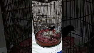 Download lagu murai batu gaya sujud mp3 Download lagu murai batu gaya sujud mp3