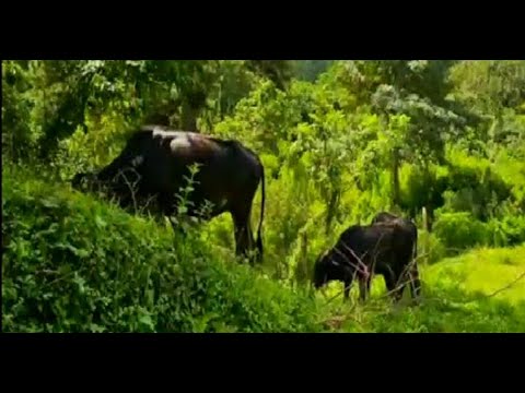 Nueva Segovia retiene ganado que deambula en carreteras para evitar accidentes