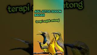 Download lagu koloni sogon || cuit cuit pancingan sogon mp3 Download lagu koloni sogon || cuit cuit pancingan sogon mp3