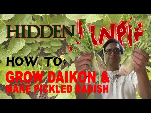 How to Grow  and Pickle Daikon Radish in Southern California
