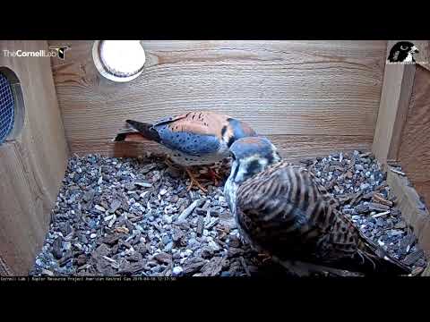 Male Kestrel Visits With Offering, But Female Not Interested – Apr. 18, 2019
