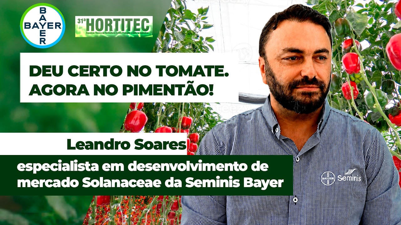 Tecnologia que revolucionou o tomate chega aos produtores de pimentão