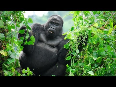 Hang ổ của loài King Kong (  - Natgeo tiếng Việt)