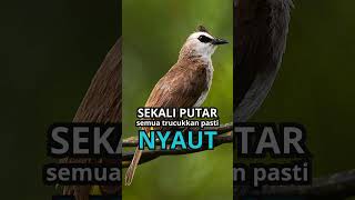 Download lagu BUNYI trucukan gacor TARUNG ROPEL PANJANG pancingan trucukan agar gacor EMOSI #shorts #shortsfeed mp3