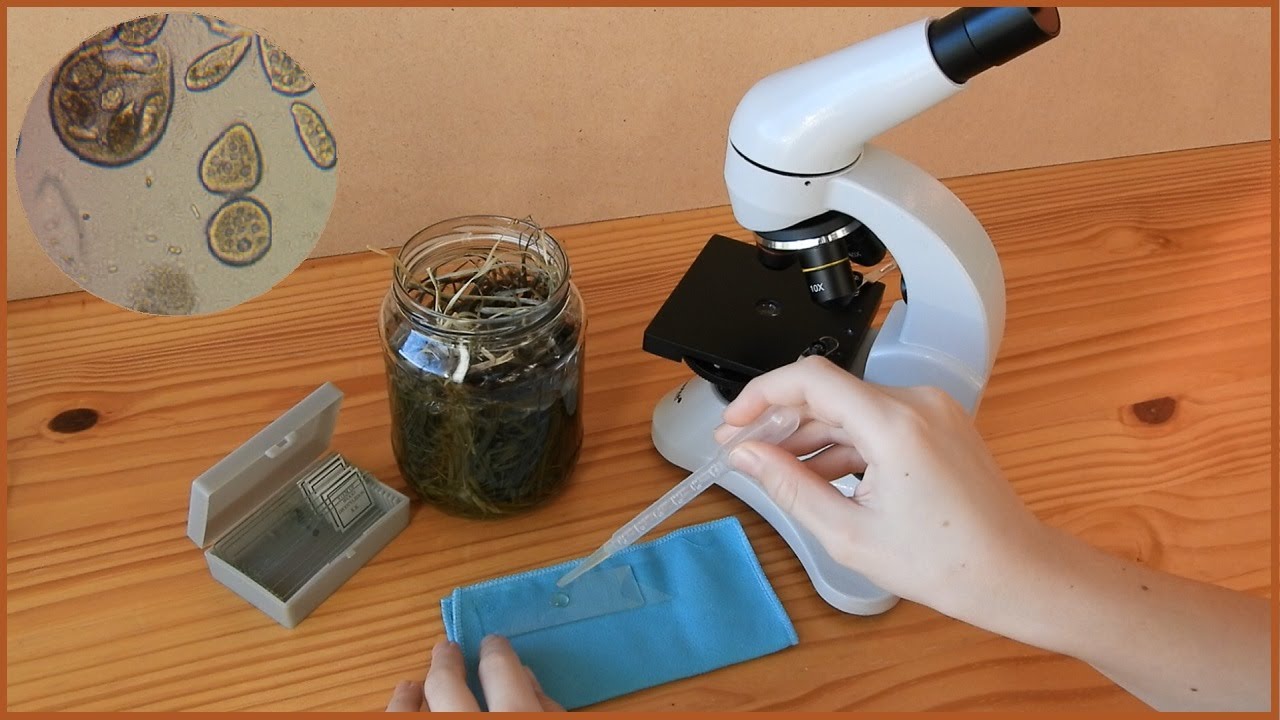 Příšerky pod mikroskopem