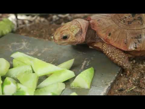 Daily diet for my pet turtle, Cucumber