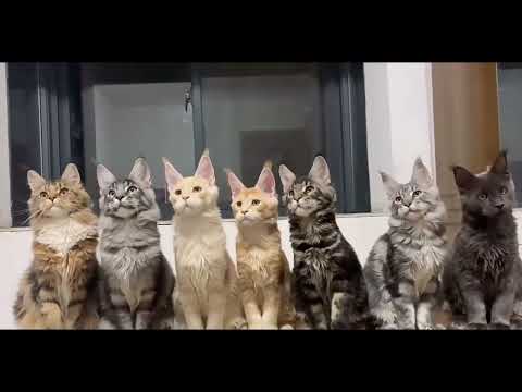 7 cute cats 🐈🐈🐈🐈🐈🐈🐈 obeying the rules ❤️❤️