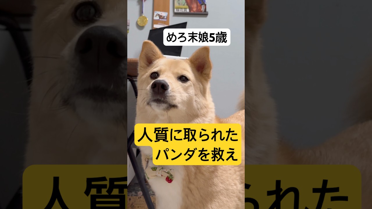 人質を救う犬#兄弟#保護犬と暮らす