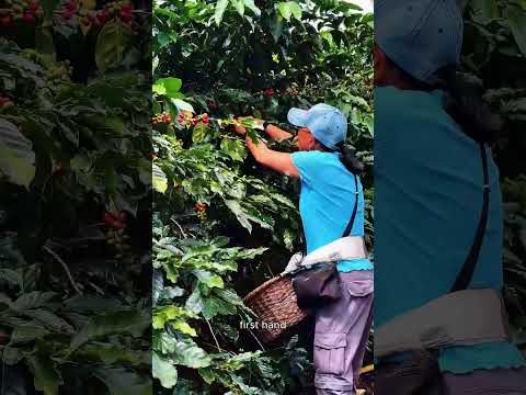 Todo Hollywood toma café en Garzón Huila colombia