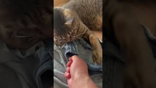 ちょっとズボン欲しいんですが… #ねこのいる暮らし #ねこのいる生活 #ねこ動画