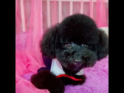 黑色贵宾要剪得好，拍得美，有一定的技术。