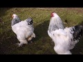 Brahma Die Sanften Riesen