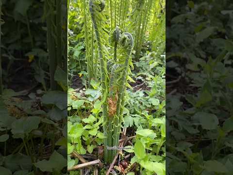 Absolutely gorgeous fiddlehead ferns