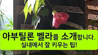 아부틸론벨라 소개 - 실내에서 식물 잘 키우는 방법 - 한가지만 기억하세요.