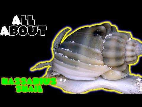 All About The Nassarius Snail or Zombie Snails or Tongan Snails