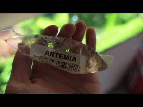 GELBER KONGOSALMLER! Ein total unterschätzter Fisch.