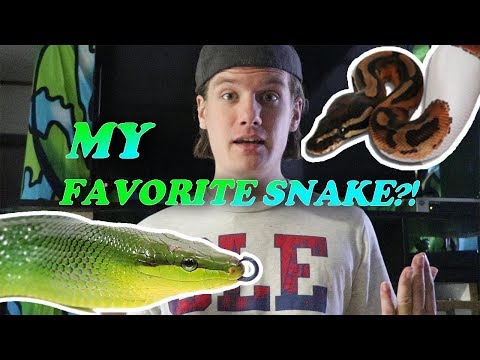 WHAT'S MY FAVORITE SNAKE SPECIES?! (Currently)