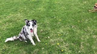 Off Leash Practice at the park