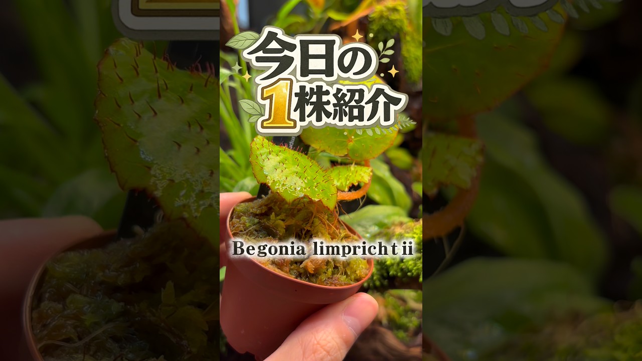 今日の1株紹介！今回は赤い棘がカッコイイッ…Begonia limprichtii！ #ビバリウム #terrarium #テラリウム #ベゴニア #begonia