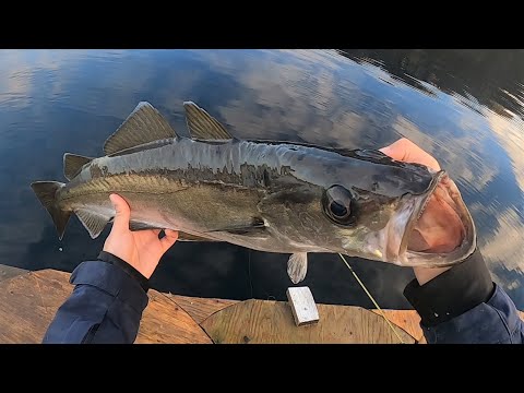 Fishing for Pollock and Wrasse in Norwegian Waters! | ABFishing