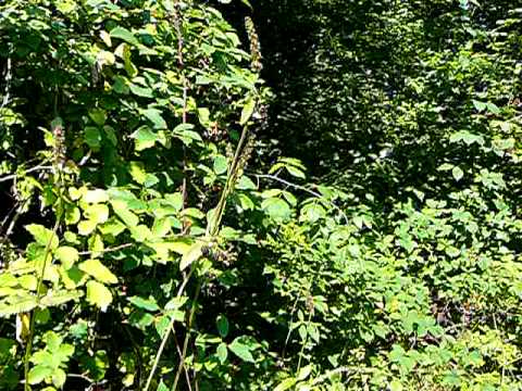 Braesti - august 2008 la mure