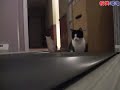 兩隻傻貓搞不懂跑步機