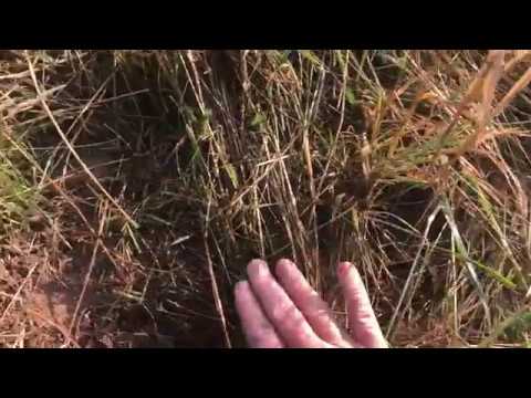 Ganzheitliches Management und die Trockenheit