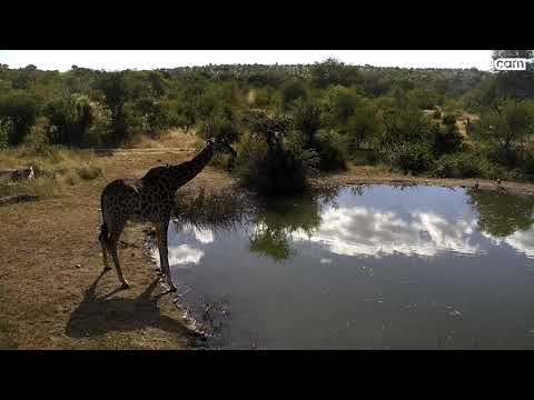 Giraffe at Rosies's Pan.