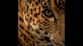 RY COODER 3 Cool Cats