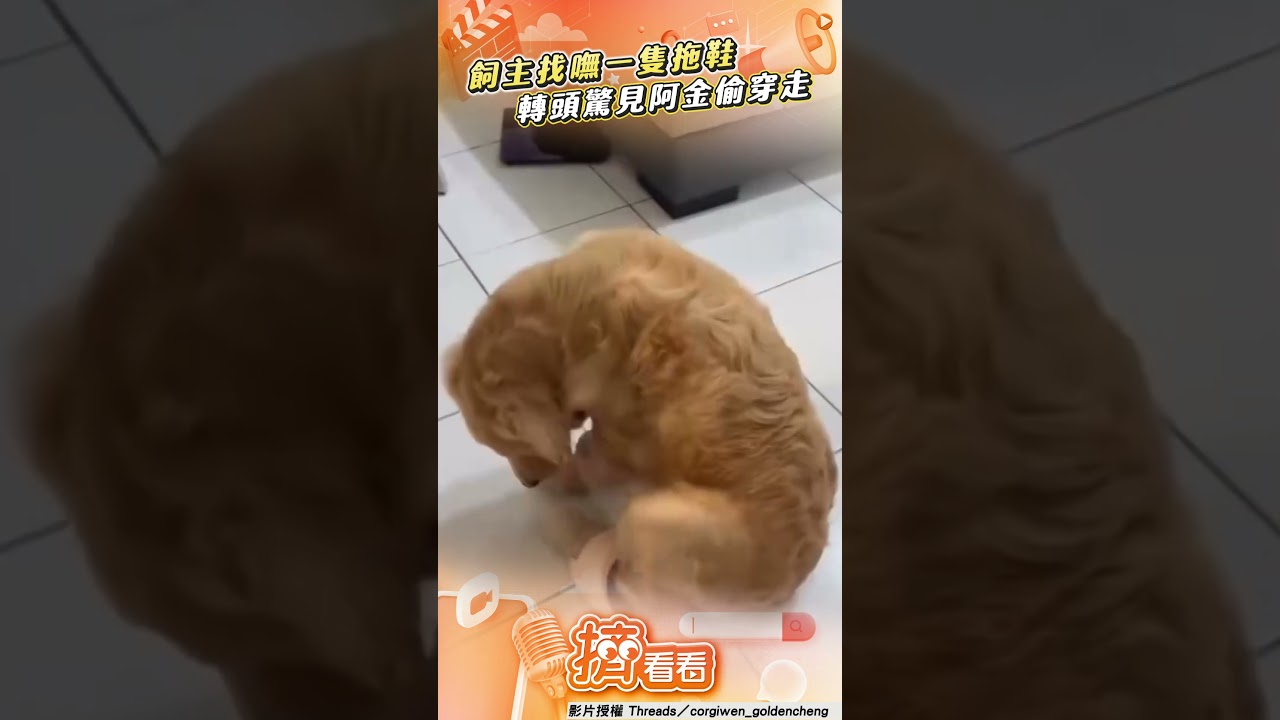 影音/飼主找嘸拖鞋驚見「被牠穿走」 阿金狂炫「單腳拖」可愛爆表