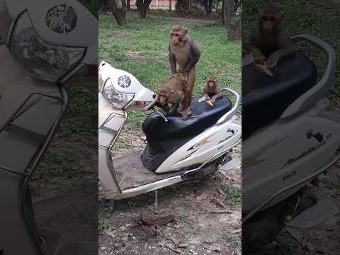 monkey💋💋#meeting#viral#shorts