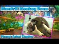 Mandrill Monkey Exam Disney S Animal Kingdom